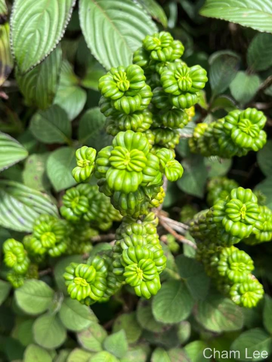 Hedyotis quinquinervia Thwaites